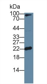 Ferritin Light Chain Antibody in Western Blot (WB)