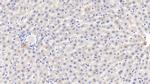 Fetuin B Polyclonal Antibody