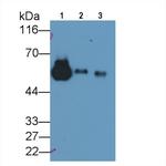 Fetuin B Antibody in Western Blot (WB)