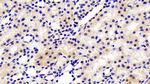 Fibrillarin Antibody in Immunohistochemistry (Paraffin) (IHC (P))