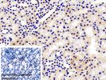 Fibrillarin Antibody in Immunohistochemistry (Paraffin) (IHC (P))