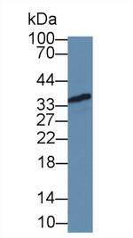 Fibrillarin Antibody in Western Blot (WB)