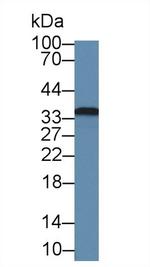 Fibrillarin Antibody in Western Blot (WB)