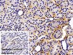 Fibrinogen Beta Chain Antibody in Immunohistochemistry (Paraffin) (IHC (P))