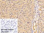 Fibrinogen Beta Chain Antibody in Immunohistochemistry (Paraffin) (IHC (P))