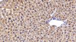 FGL1 Antibody in Immunohistochemistry (Paraffin) (IHC (P))