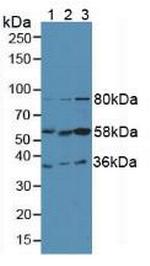 FGL1 Antibody in Western Blot (WB)