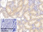 FIGN Antibody in Immunohistochemistry (Paraffin) (IHC (P))