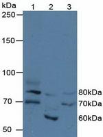 FIGN Antibody in Western Blot (WB)