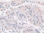 FKBP4 Antibody in Immunohistochemistry (Paraffin) (IHC (P))