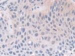 FKBP4 Antibody in Immunohistochemistry (Paraffin) (IHC (P))