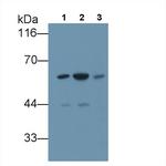 FKBP5 Polyclonal Antibody
