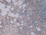 FKBP7 Antibody in Immunohistochemistry (Paraffin) (IHC (P))