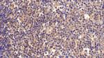 FKBP7 Antibody in Immunohistochemistry (Paraffin) (IHC (P))