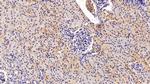 FKBP7 Antibody in Immunohistochemistry (Paraffin) (IHC (P))