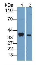 FKBP7 Antibody in Western Blot (WB)