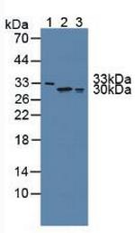 FKBP7 Antibody in Western Blot (WB)