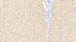 FKBPL Antibody in Immunohistochemistry (Paraffin) (IHC (P))