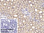 FKBPL Antibody in Immunohistochemistry (Paraffin) (IHC (P))