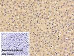FKBPL Antibody in Immunohistochemistry (Paraffin) (IHC (P))