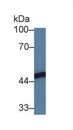 FKBPL Antibody in Western Blot (WB)