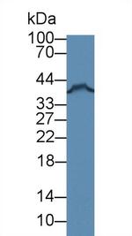 FKBPL Antibody in Western Blot (WB)