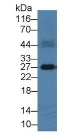 FLT3LG Antibody in Western Blot (WB)