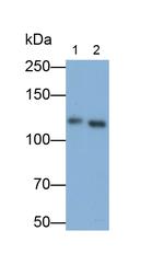 FAK Antibody in Western Blot (WB)