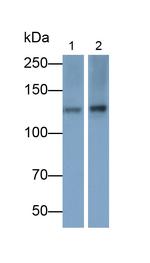 FAK Antibody in Western Blot (WB)
