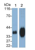 FOLR1 Antibody in Western Blot (WB)