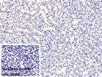 FSTL3 Antibody in Immunohistochemistry (Paraffin) (IHC (P))