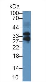 FSTL3 Antibody in Western Blot (WB)