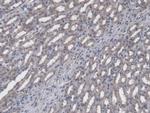 FPGT Antibody in Immunohistochemistry (Paraffin) (IHC (P))