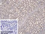 FPGT Polyclonal Antibody