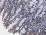 FPGT Antibody in Immunohistochemistry (Paraffin) (IHC (P))