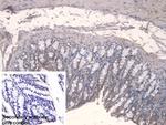 FPGT Antibody in Immunohistochemistry (Paraffin) (IHC (P))