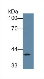 FPGT Antibody in Western Blot (WB)