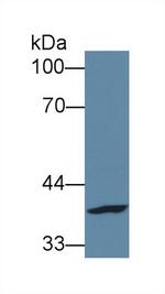 FPGT Antibody in Western Blot (WB)
