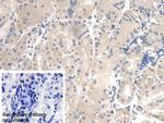 Fumarase Antibody in Immunohistochemistry (Paraffin) (IHC (P))