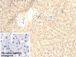 Fumarase Antibody in Immunohistochemistry (Paraffin) (IHC (P))