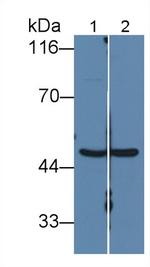 Fumarase Antibody in Western Blot (WB)