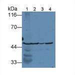 Fumarase Antibody in Western Blot (WB)
