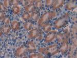 GAL Polyclonal Antibody
