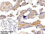 Galectin 1 Antibody in Immunohistochemistry (Paraffin) (IHC (P))