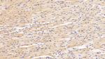 Galectin 1 Antibody in Immunohistochemistry (Paraffin) (IHC (P))