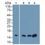 Galectin 1 Antibody in Western Blot (WB)