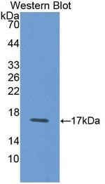 Galectin 1 Antibody in Western Blot (WB)