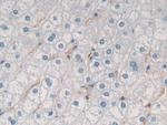 GKN1 Antibody in Immunohistochemistry (Paraffin) (IHC (P))