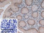 GKN1 Antibody in Immunohistochemistry (Paraffin) (IHC (P))
