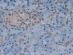 GKN1 Antibody in Immunohistochemistry (Paraffin) (IHC (P))